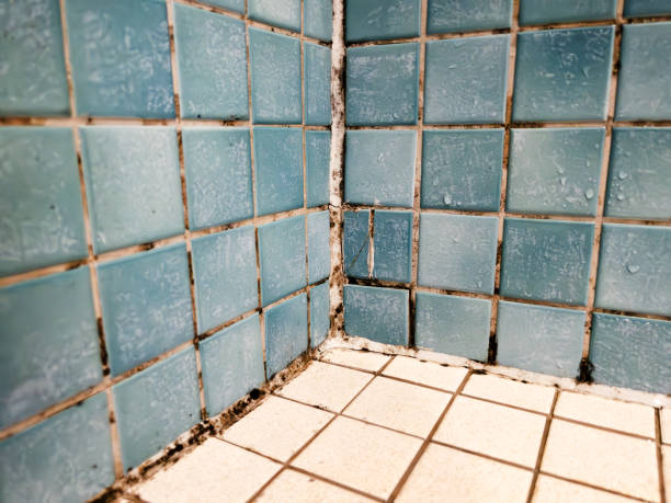 Best Black Mold Removal  in Early, TX